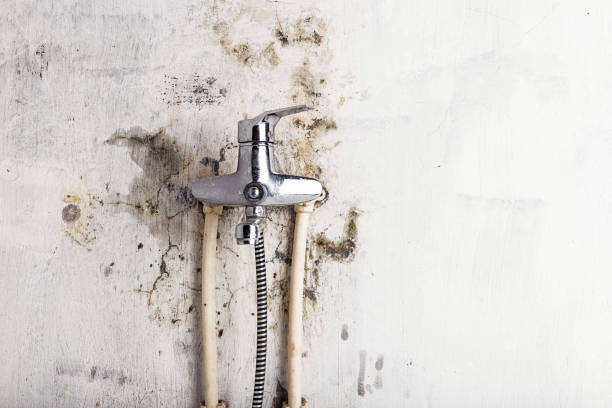 Best Emergency Mold Removal  in Gaylord, MN