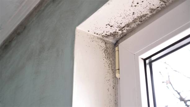 Best Attic Mold Removal  in Gaylord, MN