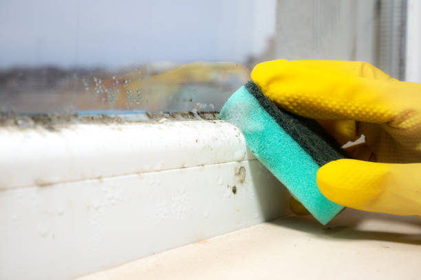 Best Black Mold Removal  in Gaylord, MN