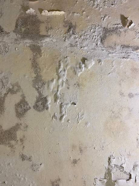 Best Fast Mold Removal  in Gaylord, MN