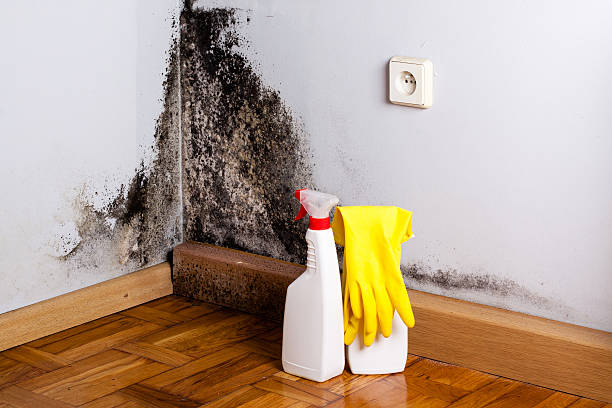 Mold Removal and Inspection in Gaylord, MN